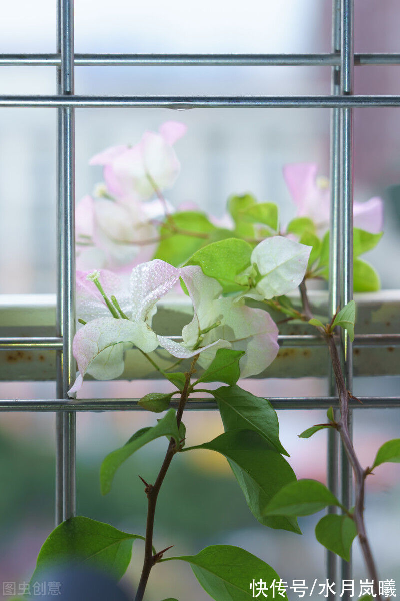 芳华#一世芳华，红颜白发，谁的浮生不若梦，谁的往事淡作烟