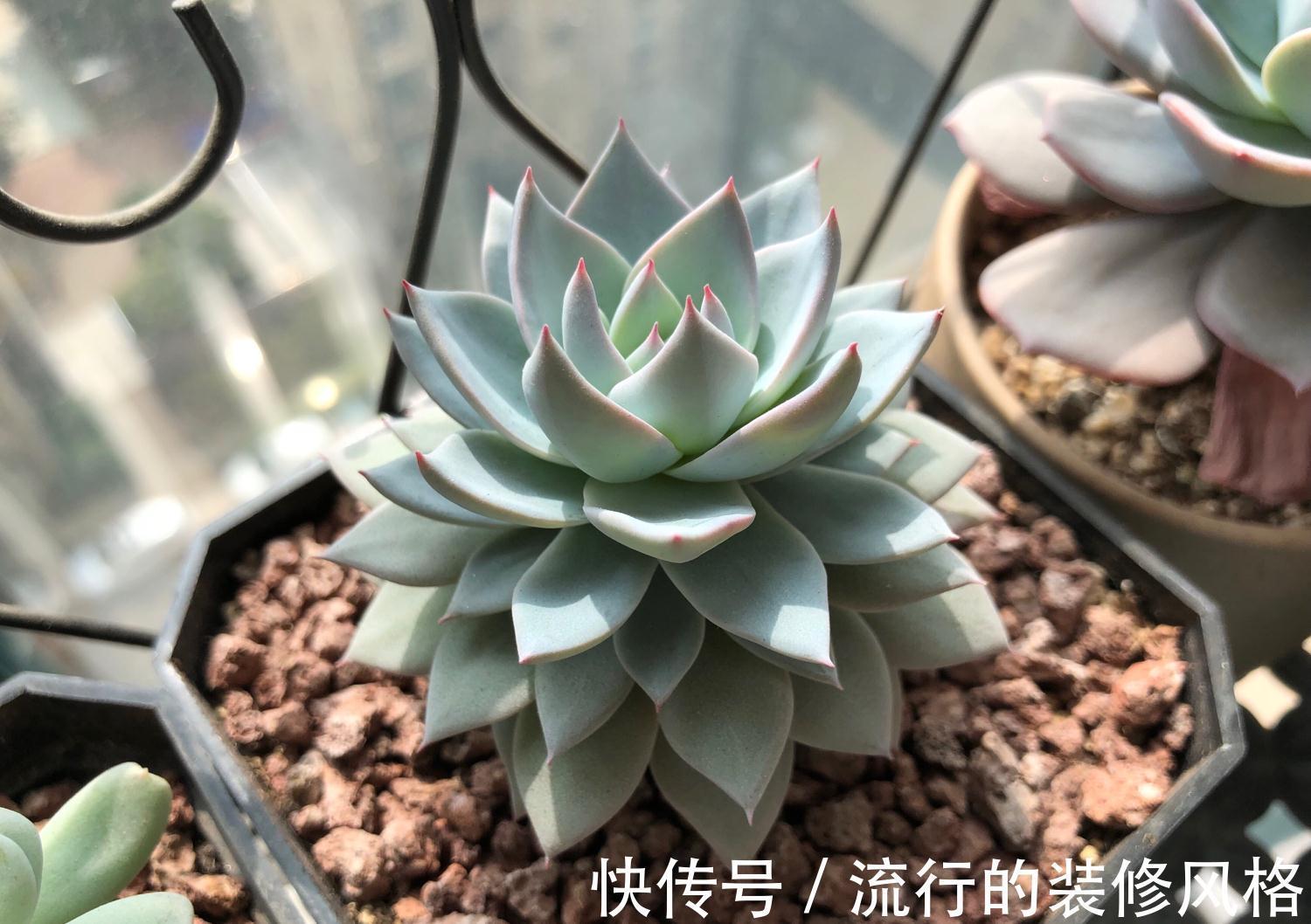 你的多肉会穿上裙子可能是你养护的方式错了