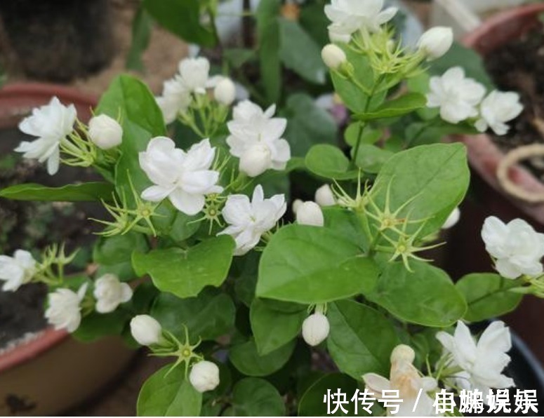 香雪兰|3种花,现在“赶快”养家里,开花多,花朵艳,满屋都飘香!