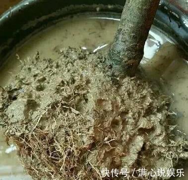 大树|新买栀子花,全是黄泥巴,洗一洗泡一泡,7天就活,长成“大树”