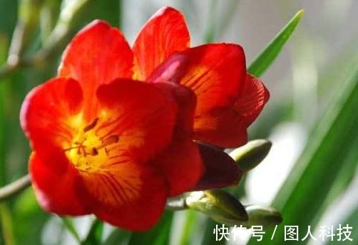 补肥|做好这4步,君子兰就能养好,叶子翠绿,过年花箭窜出来