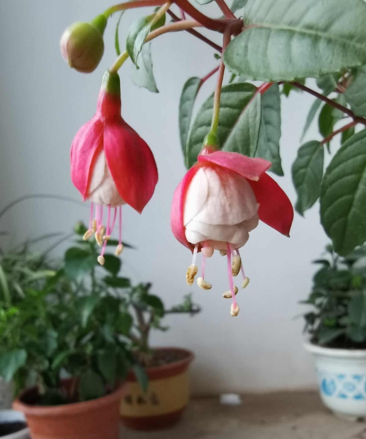 3种花，养护起来难度大，能养好的是大神，养不好才正常