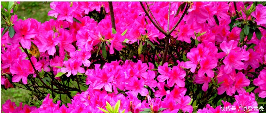 杜鹃花比较难养,出现小黑点,这样判断和处理,很快恢复