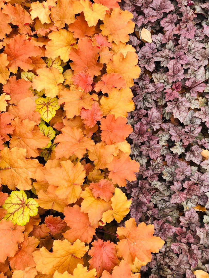 叶子花颜值也很高,叶子花纹像油画,耐阴好养