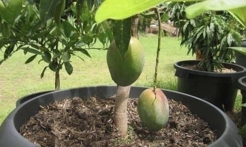 火龙果|胡大妈在家种“果树”,6个月长成“小盆景”,3年结出20个果,值