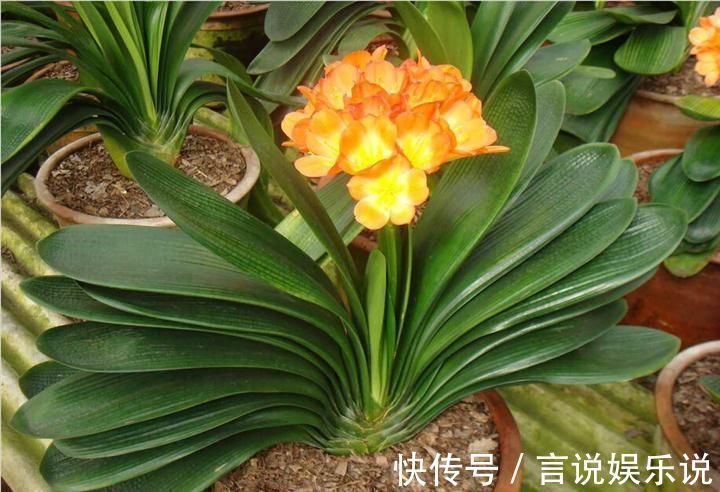 排水|养花不死,全靠盆土,用这个土养花,能活几十年