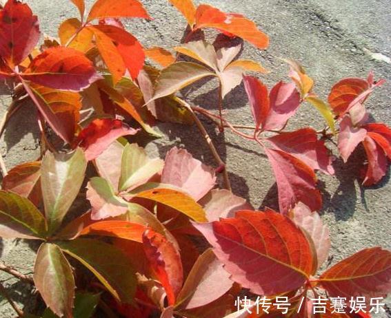 阳台养3盆“墙壁花”,一开花就爬满墙,半月不到变成“花阳台”