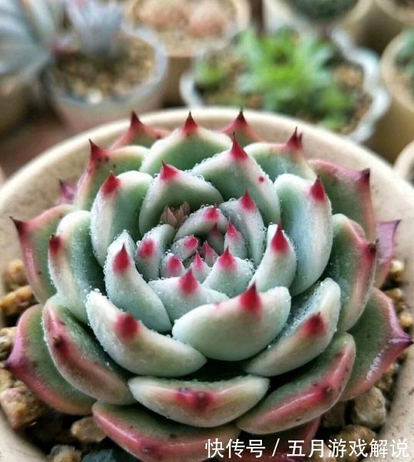 多肉很抗冻，现在不要往家里搬，养上2年价格翻10倍