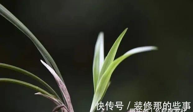 植料|兰花一直养不壮？而且难开花？这些原因如何处理？教你一个小技巧
