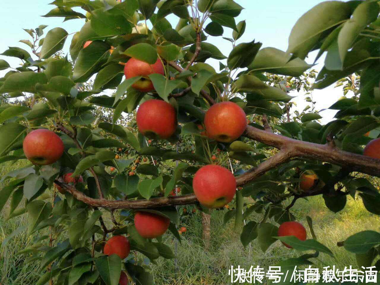 香味|人称“梨中之王”，果肉自带果香味，一斤卖5元，可以种植吗