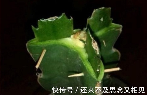 现在把蟹爪兰嫁接到仙人掌上,不用管,秋天也能开成瀑布!