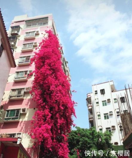 长势|秋天三角梅长出花苞后，两处修剪是重点，做好了花量翻倍