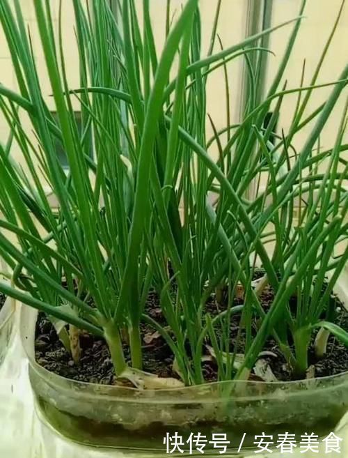 别再嫌弃油桶没用了,处理一番栽花种菜做支架,让城里人长见识