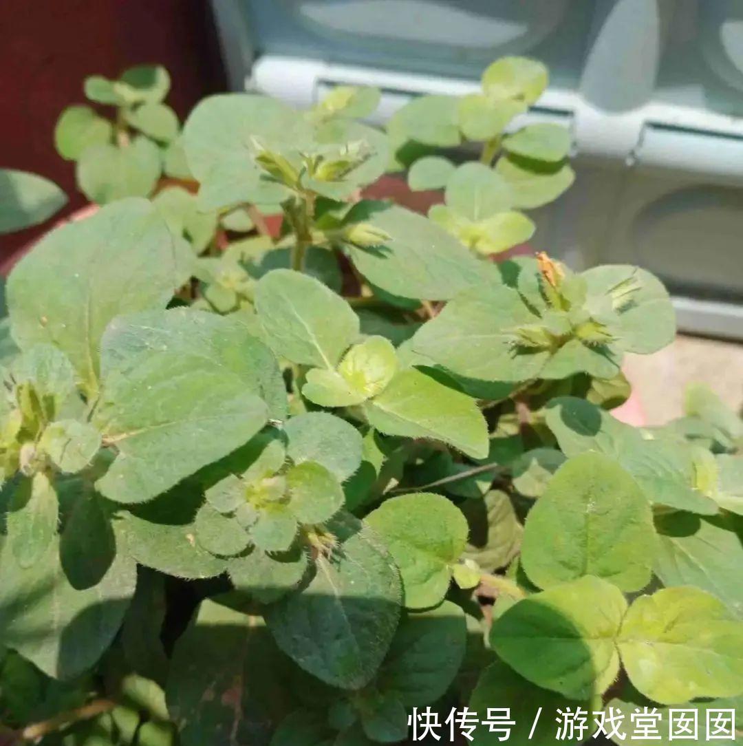 6种香草盆栽，掐个叶子就能吃，味道清香四溢！