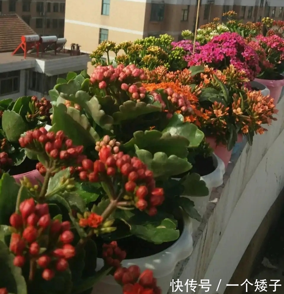 入秋后，长寿花这样养起来，避免它“装菜”不打花苞！