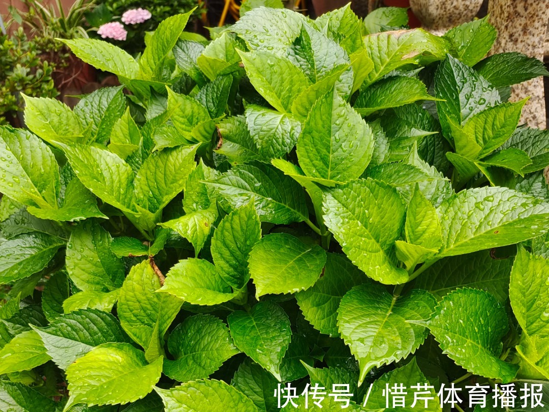 9个开花劳模，施肥不能停，不然越养越差劲