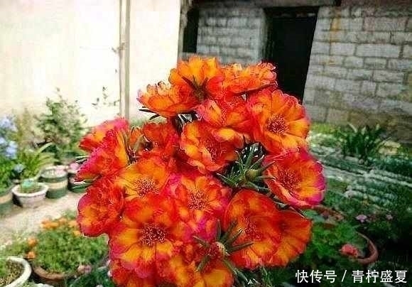 3种花很贵,买不起就不用买,扦插一根枝条,就能开花大半年!