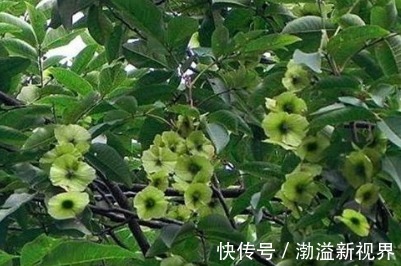 女性常吃3种野菜,清热解毒、养颜祛湿,还增强自身免疫力!