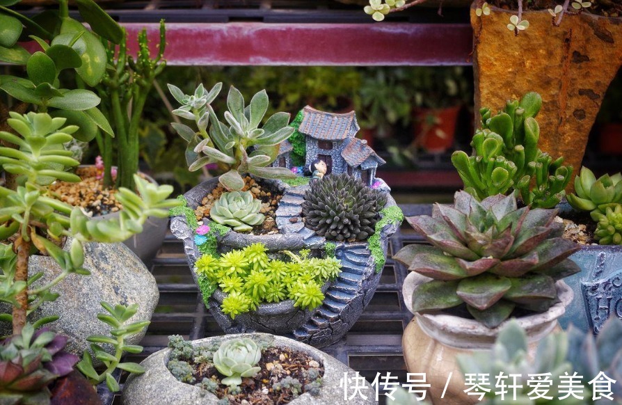 坚果壳|换盆加点坚果壳，提前这么弄，养花土变排水性好，肥力十足