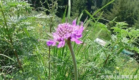 背后|古人称川断为续断是有原因的,它来自一段传奇故事