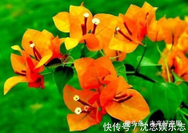 狗舌藤|喜欢三角梅,推荐试试优良品种“柠檬黄三角梅”,花开靓丽多姿!