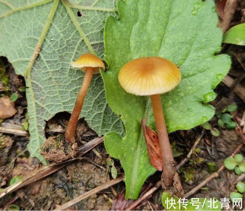死亡率|死亡率极高！贵州人很爱吃的这种野味，又到中毒高发期