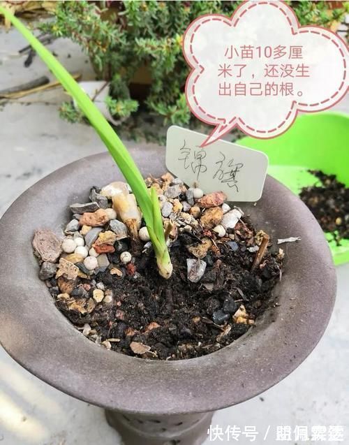 芦头|兰花总是不长新根,发出来的小苗也不长,怎么办?