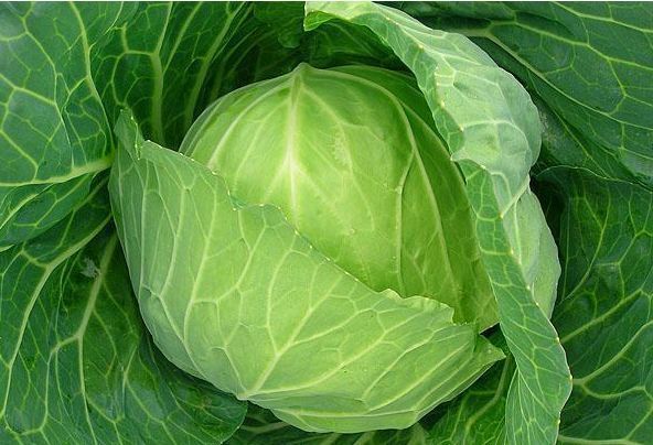 圆白菜|聪明人喜欢吃3种食物,补充营养、增强体质,好吃又不贵!