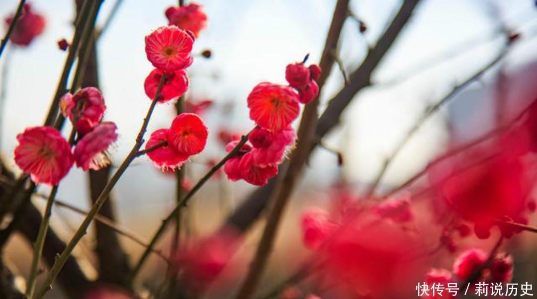 南溪弄水,回望山园梅花|杨万里一首有趣的咏梅诗,开篇就显得与众不同,结尾则是千古名句