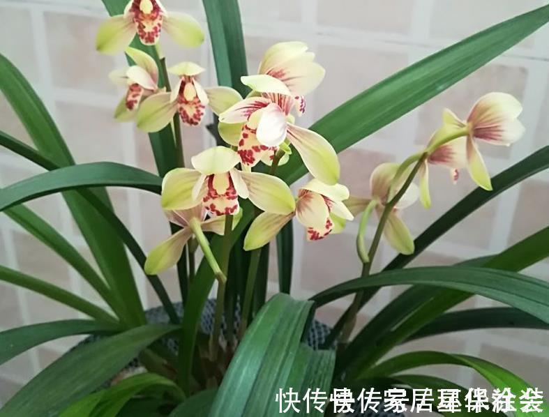 花蕾|夏季入手兰花盆栽选春兰,这么干,7月高温天照样花开不停