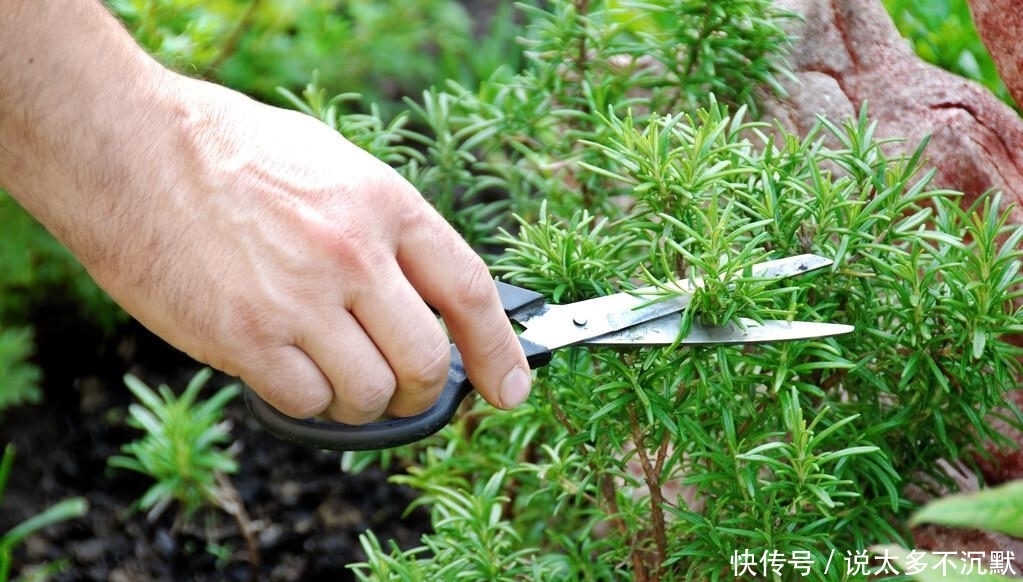 “迷迭香”闻起来是香,但是养起来很烦?谁告诉你的,其实很简单
