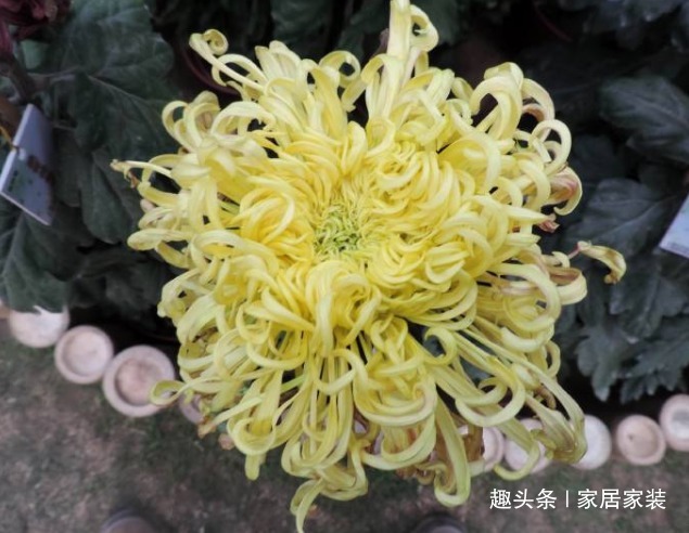 喜欢菊花，不如养盆优良名菊“盘龙舞曲”似黄发女郎，别具风韵