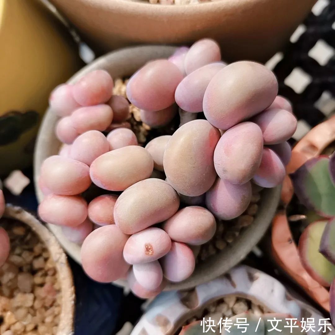 一组逆袭成功的多肉给它时间,它就会给你好看!