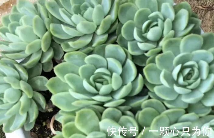 爆盆|盘点10种容易度夏多肉,随便养,随便选,总有几款适合你