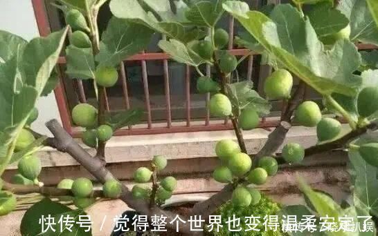 扦插|路边“3种树”，见了掰个枝，插盆就生根，做成盆景，寓意吉祥