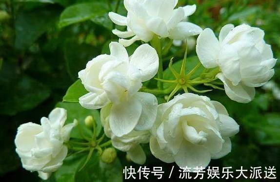 枝叶|盆栽茉莉花如此施肥，长得枝叶非常茂密，花开一茬又一茬！