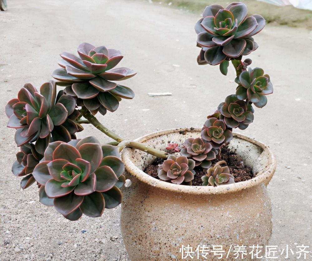 秋天的多肉想要恢复快,先“清理”,再给水,后施肥