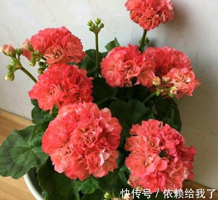 家里养上“4种花”，直接变成小花园，开花一茬茬，太漂亮！