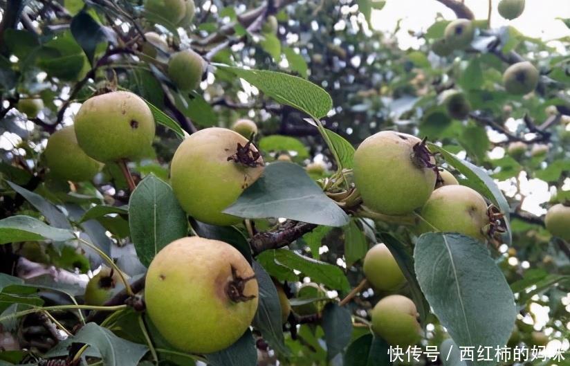 健康长寿|会吃的人最健康,3种食物离不开,排毒养颜,身体棒棒哒!