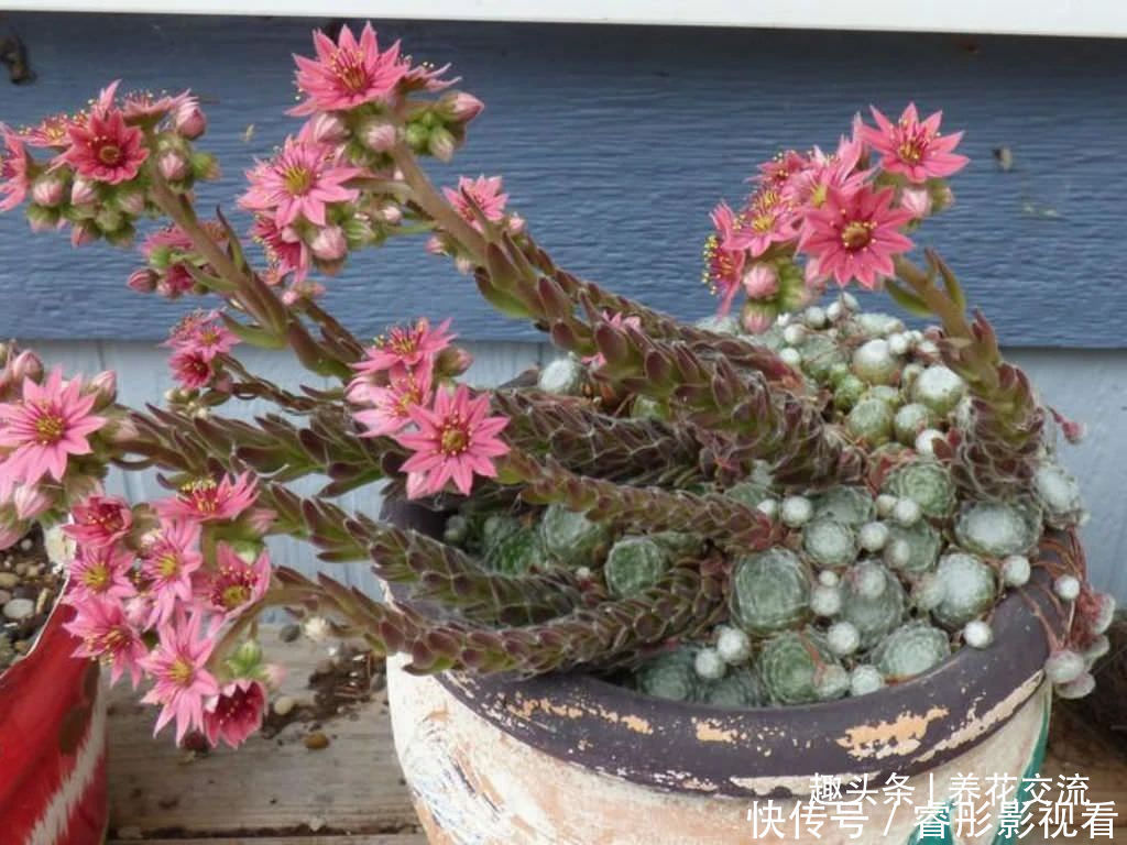 常年“爆崽”的长生草多肉,原来是开完花就挂,你能将它养好么?