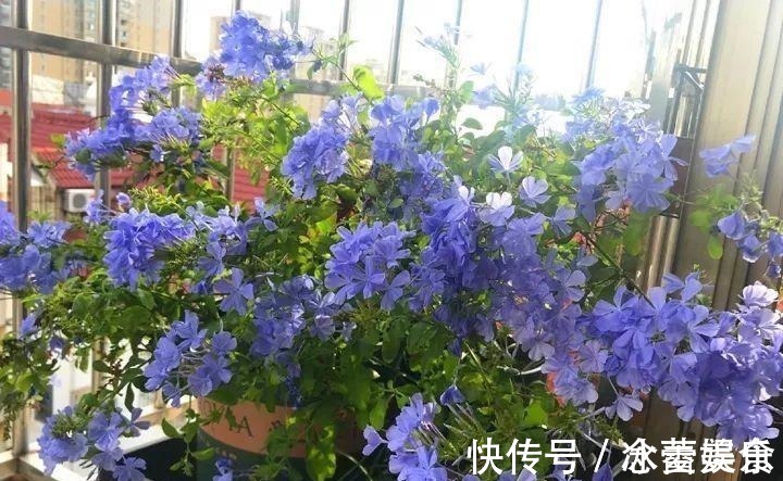 养花就养此4种,扦插就能活,周年开花,室内也能养