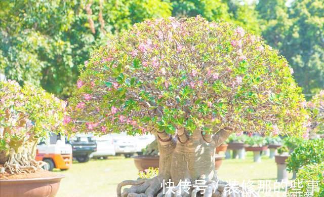 3种“懒人”花,30天不浇水也“疯长”,好养省心,很实用