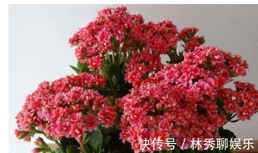 残叶|它是长寿花专属“营养液”,家家都有,5天1小滴,叶翠绿花猛开