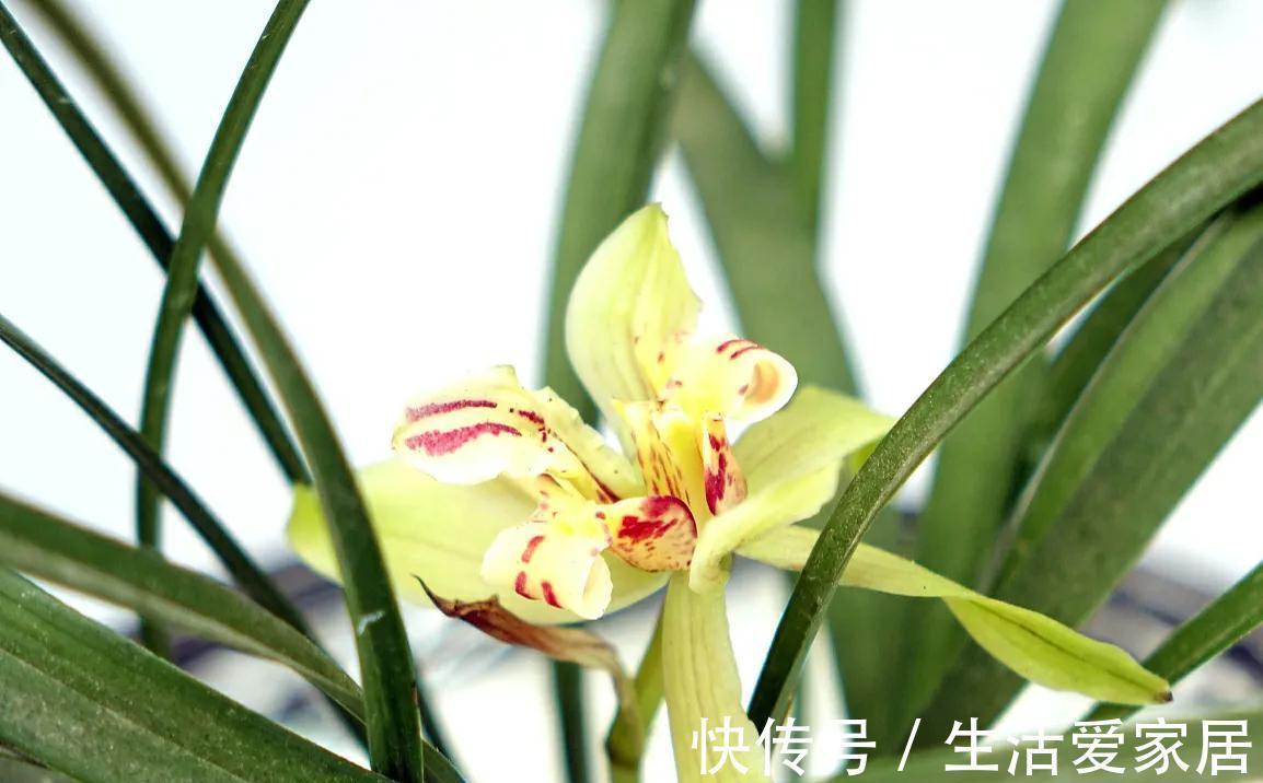 兰花叶子卷曲?主要和2点有关,做好后叶肥开花香