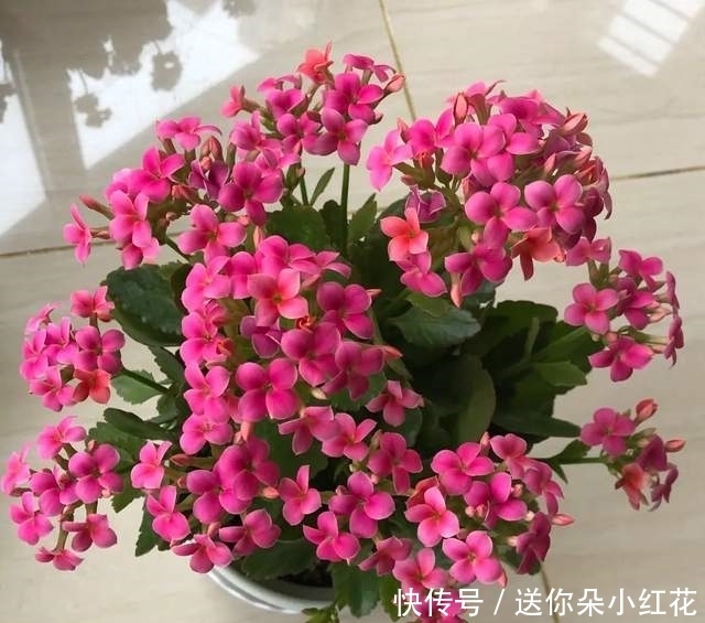 冬天如何使用“磷酸二氢钾”给长寿花促花?