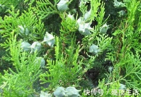 侧柏叶|有白头发别着急去染,用此叶子煮水洗,白头发一个月变黑