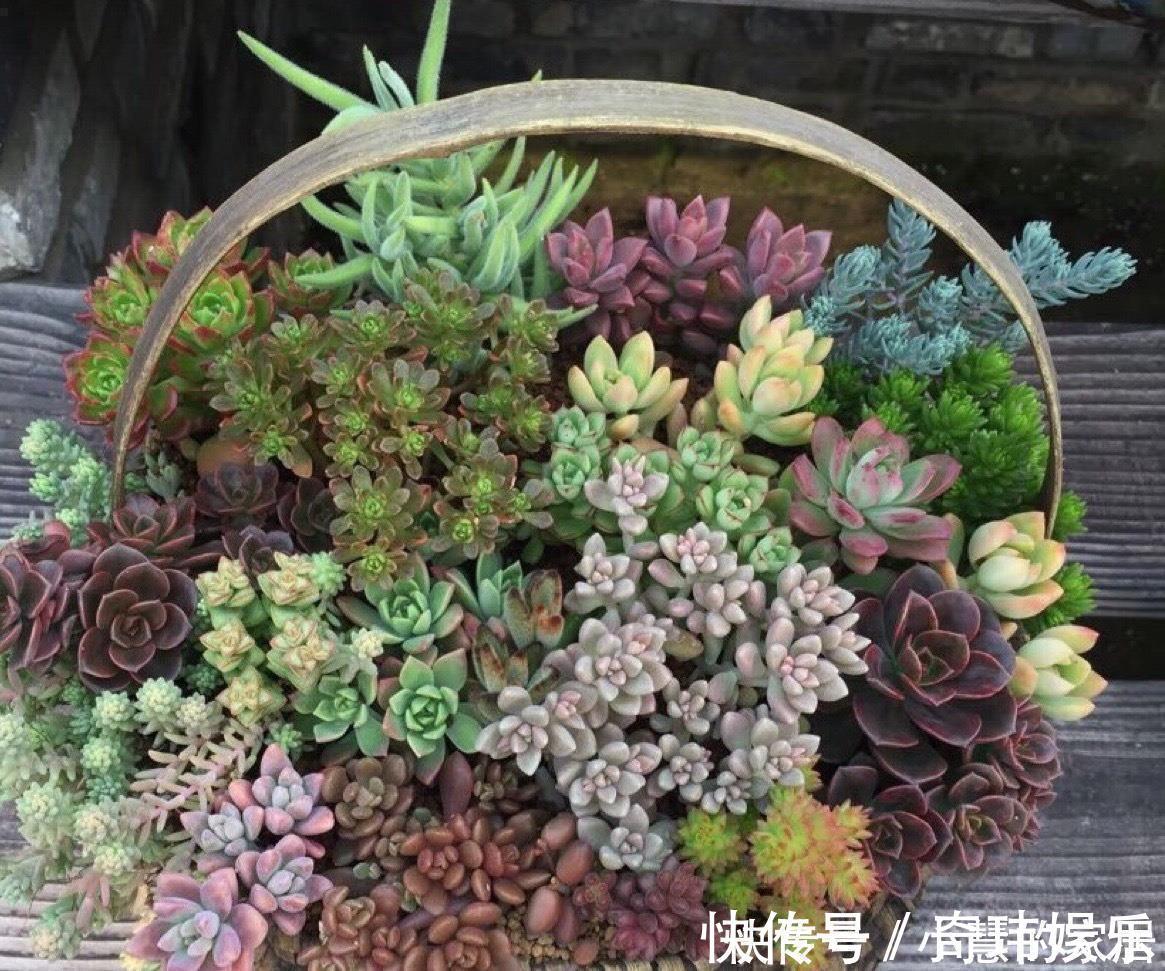 养花没有盆,3个妙招,就能自制出漂亮的花盆,阳台上种了好多花