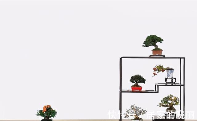 植株|制作微小型盆景,素材的选择是关键,教你如何快速地获取优质素材