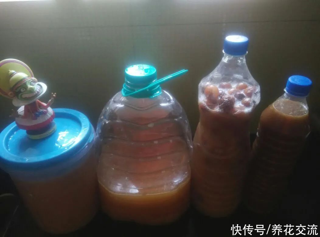 过年吃剩的果皮菜叶不要丢，可制作成快速、无臭且简单的酵素肥