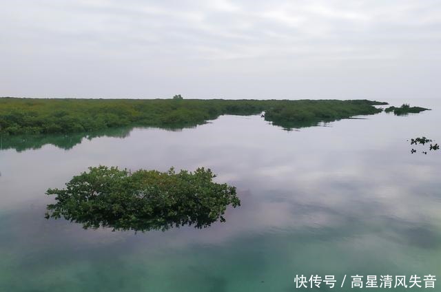 金海湾红树林几月最红